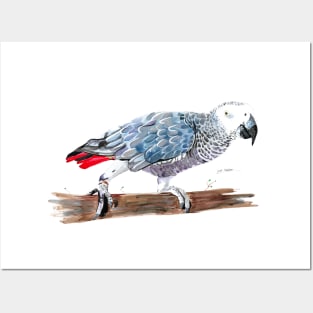 African Grey Parrot 2 Posters and Art